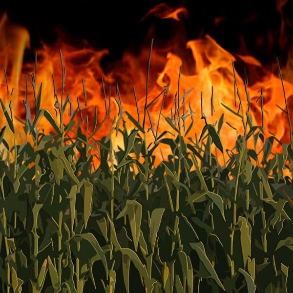 Cornfield on Fire, Burn County